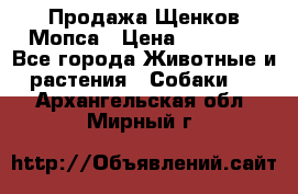 Продажа Щенков Мопса › Цена ­ 18 000 - Все города Животные и растения » Собаки   . Архангельская обл.,Мирный г.